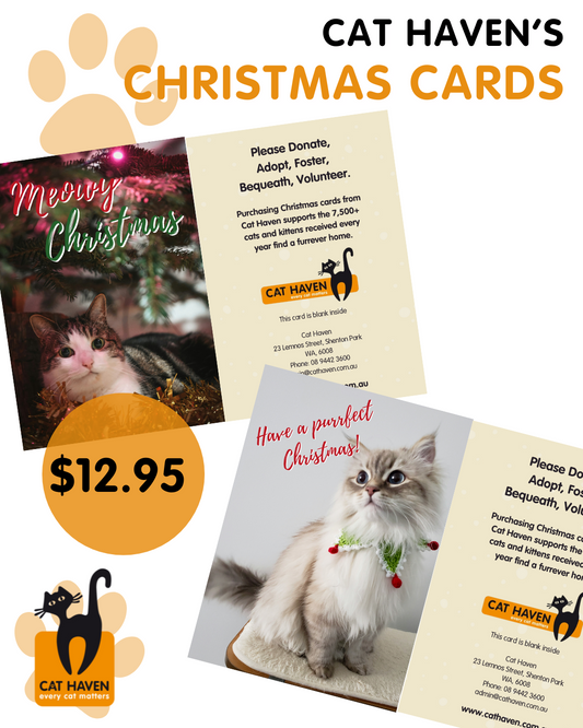 Cat Haven Christmas Card 6pk